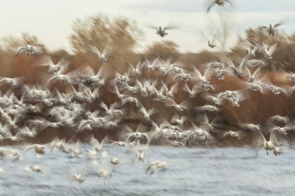 New Mexico Flock of snow geese taking flight